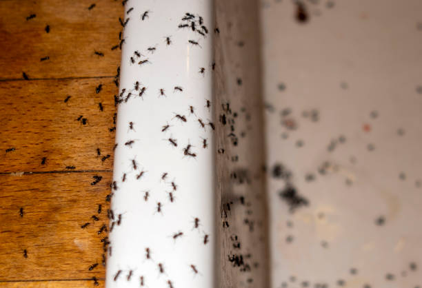 Best Affordable Pest Control Services  in Linganore, MD